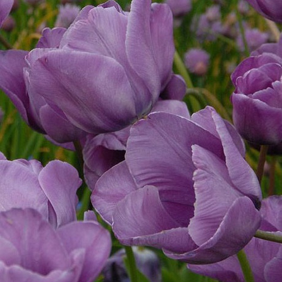 Bleu Aimable Tulip Bulbs