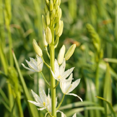 Camassia Lechtlini Alba Bulbs