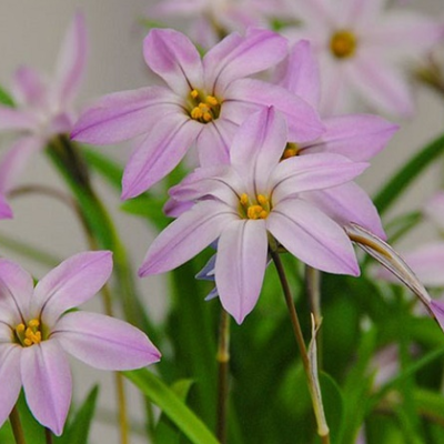 Ipheion Charlotte Bishop Bulbs