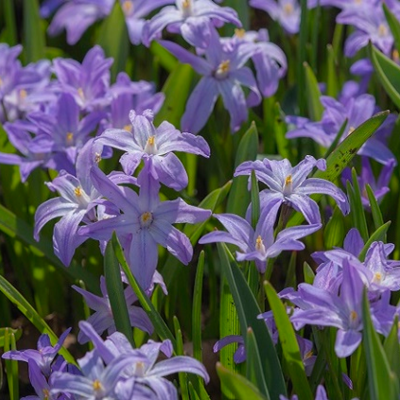 Chionodoxa Luciliae Violet Beauty Bulbs