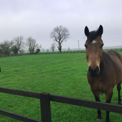 horse paddock