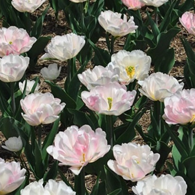 Creme Upstar Tulip Bulbs