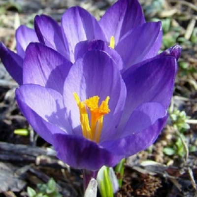 Flower Record Crocus Bulbs