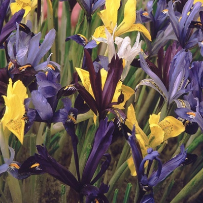 Dwarf Iris Mix Bulbs