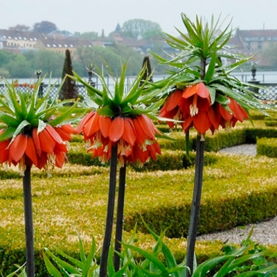 Rubra Maxima Imperialis Fritillaria Bulbs