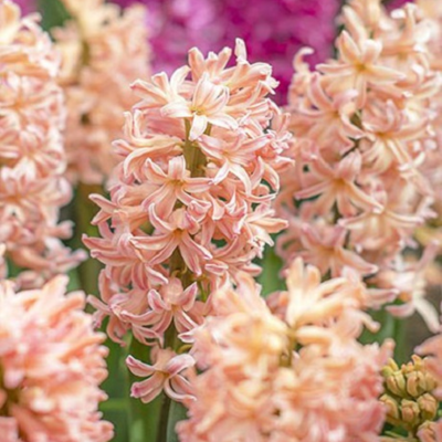 Gipsy Queen Hyacinth Bulbs