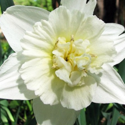 Ice King Daffodil Bulbs