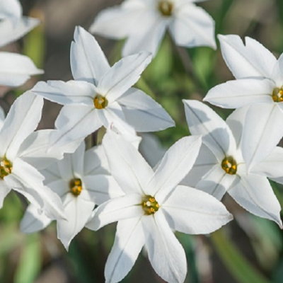 Ipheion Alberto Castillo Bulbs