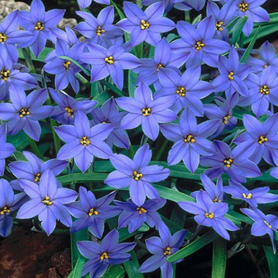 Ipheion Jessie Bulbs