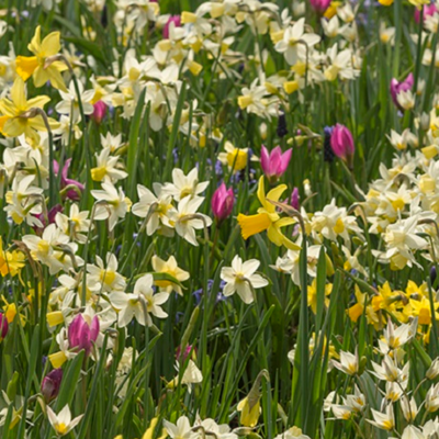 Long Flowering Bulb Collection