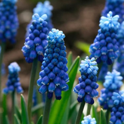 Blue Magic Muscari Bulbs