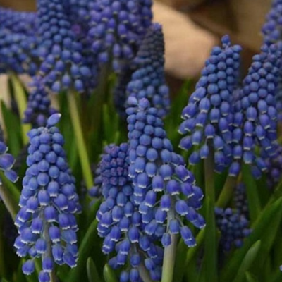 Big Smile Muscari Bulbs