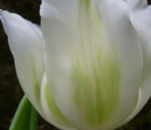 Purissima White Emperor Tulip Bulbs
