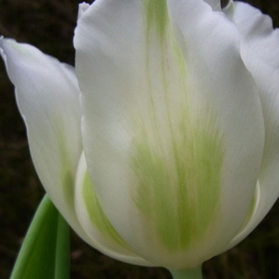 Purissima White Emperor Tulip Bulbs