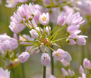 Roseum Allium Bulbs