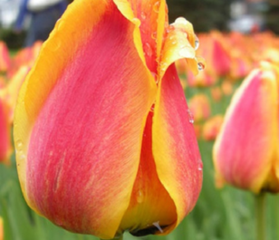 Apeldoorn Elite Tulip Bulbs