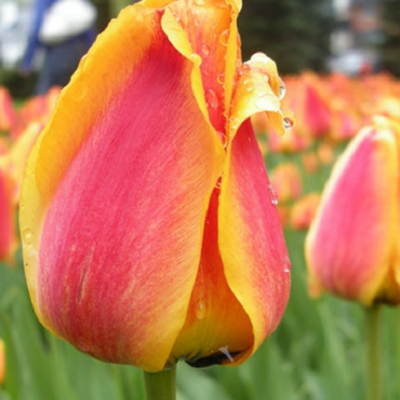 Apeldoorn Elite Tulip Bulbs