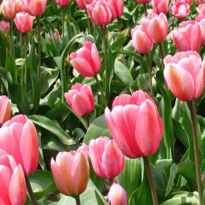 Pink Impression Tulip Bulbs