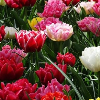 Mixed Double Tulip Bulbs