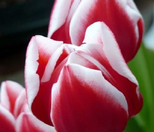 Leen Van Der Mark Tulip Bulbs