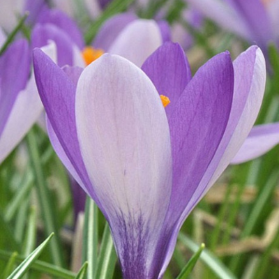 Yalta Specie Crocus Bulbs