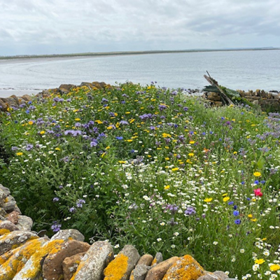 BS10P 100%: Coastal Areas Wildflower Seeds