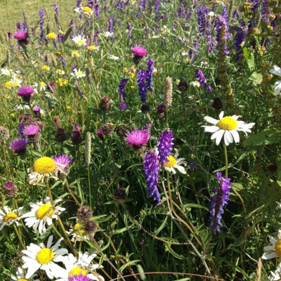 BS7P 100%: Hedgerow & Light Shade Wildflower Seed