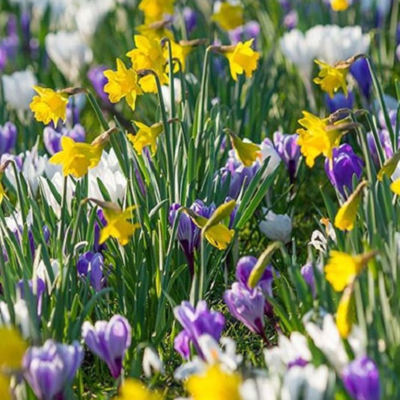 April Fools' Day Bulb Collection