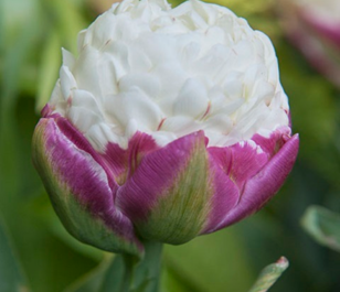 Ice Cream Tulip Bulbs