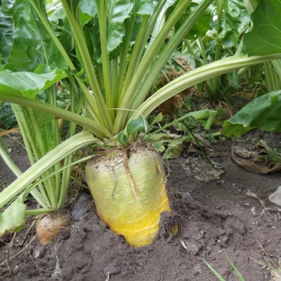 Bangor fodder beet