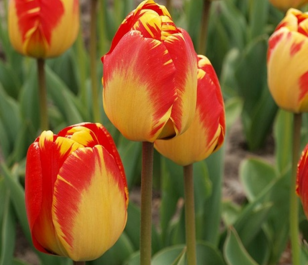 Banja Luka Tulip Bulbs
