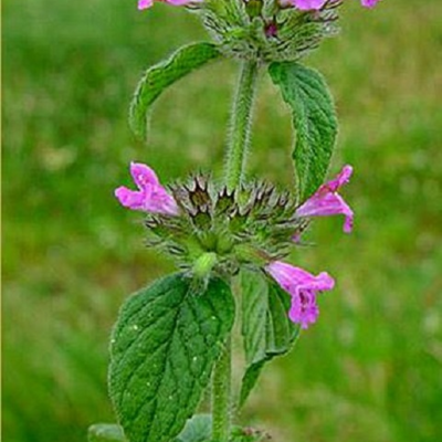 Basil, Wild (Clinopodium vulgare) Seeds