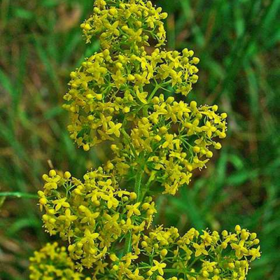 Bedstraw, Lady's (Galium verum) Plant