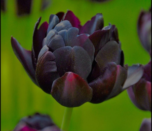 Black Hero Tulip Bulbs