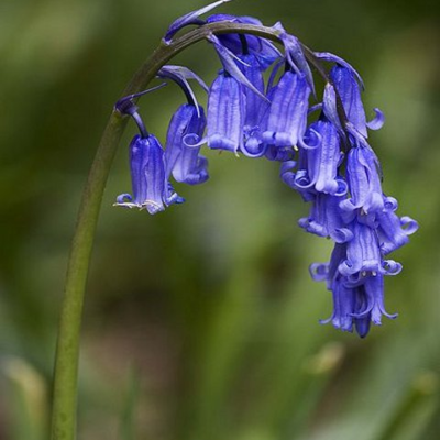 Bluebell (Hyacinthoides non-scripta) Plants