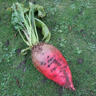 Brunium Fodder Beet