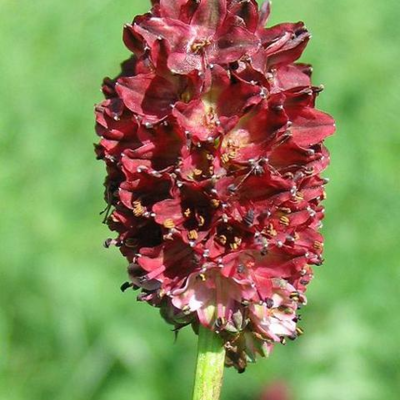 Burnet, Great (Sanguisorba officinalis) Plant - Boston Seeds