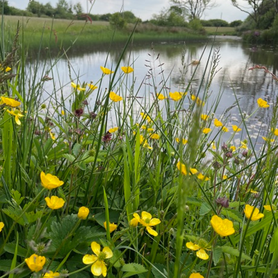 BS6M: Wetland & Pond Edge Wildflower Seeds