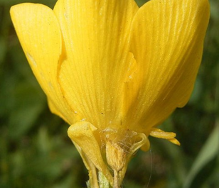 Buttercup, Bulbous (Ranunculus bulbosus) Plant