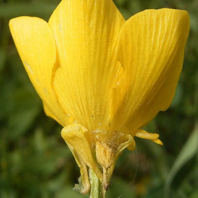 Buttercup, Bulbous (Ranunculus bulbosus) Plant