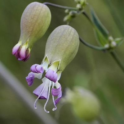 Campion, Bladder (Silene vulgaris) Plant