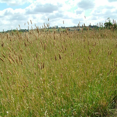 Canary Grass - Aquatica