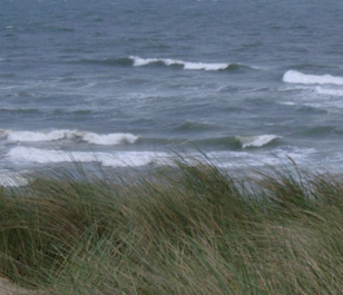 BS Coastal Sites - Salt Tolerant Grass Seed