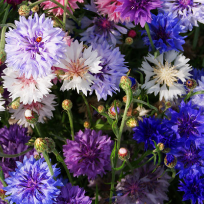 ColourMax 8 - Cornflower Splash