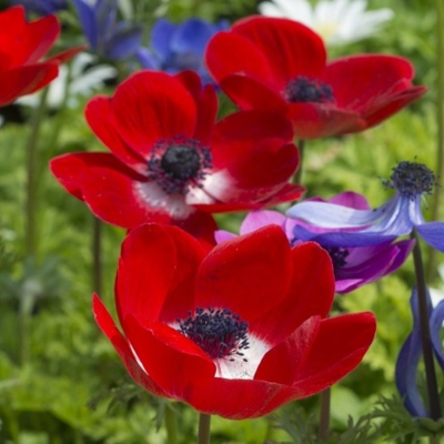 Coronaria Hollandia Anemone Bulbs