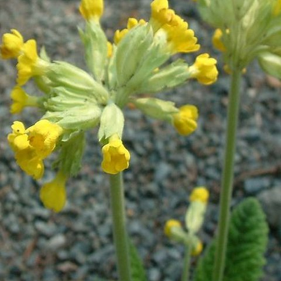 Cowslip (Primula veris) Seeds