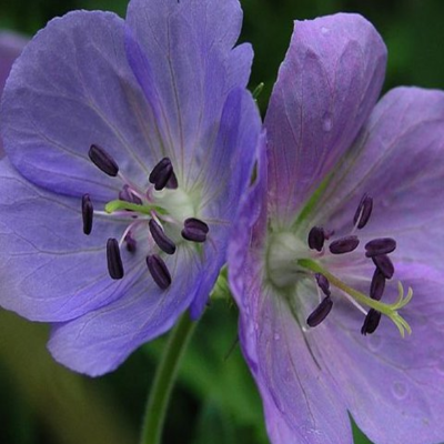 Cranesbill, Meadow (Geranium pratense)