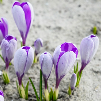 Whale Shark Crocus Bulbs