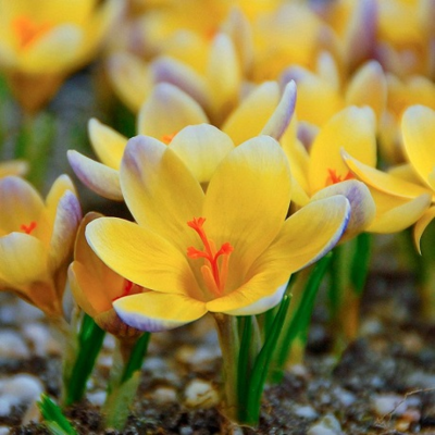 Advance Crocus Bulbs