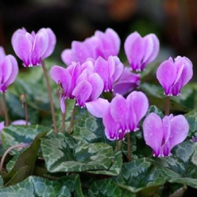 BS Cyclamen Tubers (Cyclamen hederifolium)